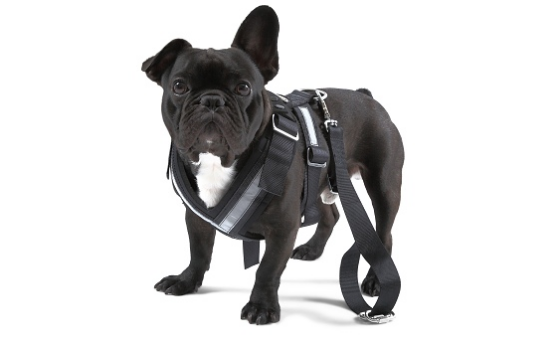 SKODA Dog safety belt - "M"